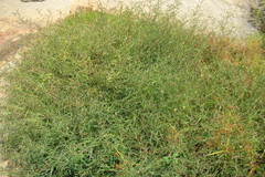 Aeschynomene indica
